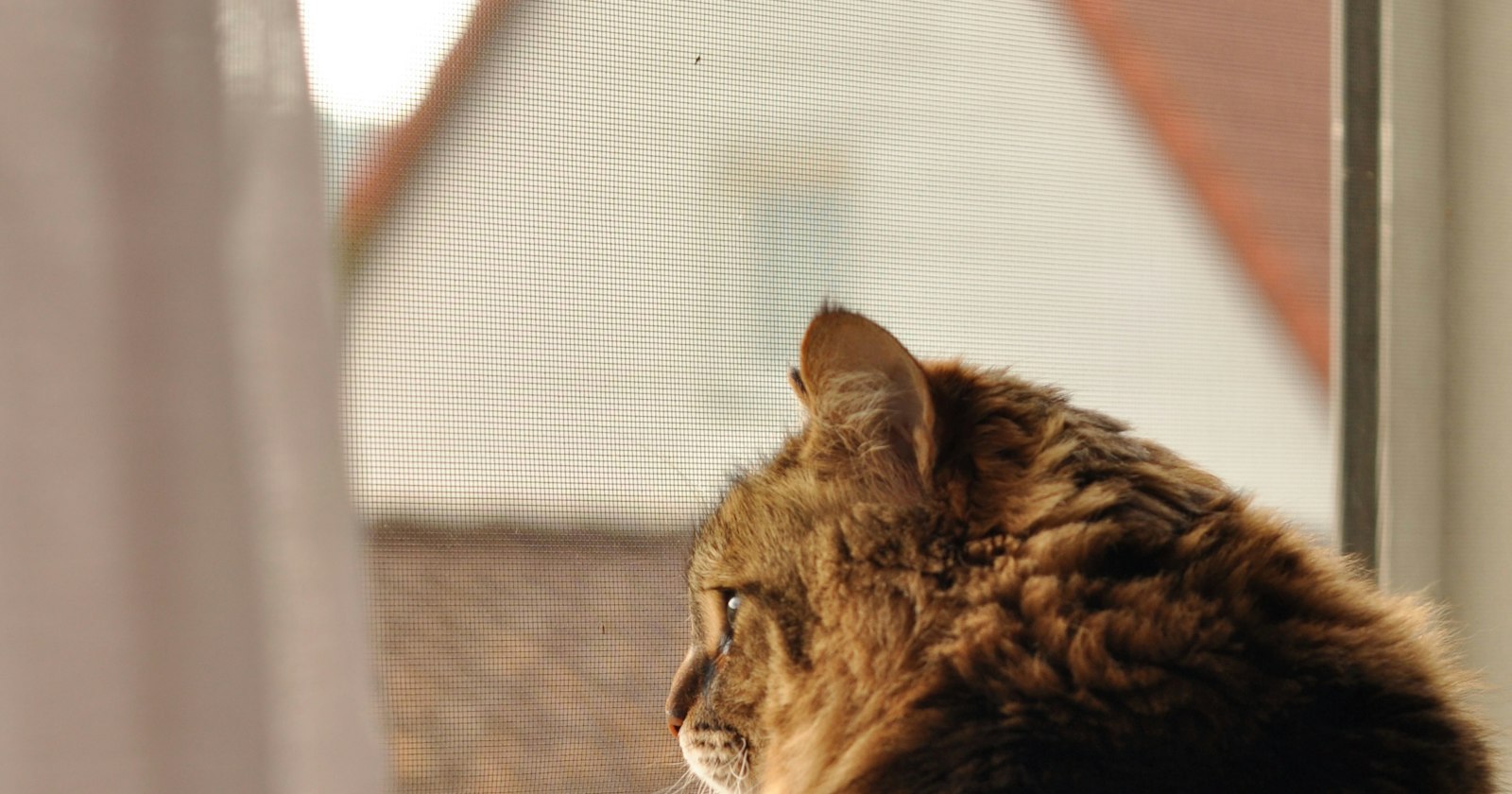 Foto de la visita: Michi, un gato atigrado, mirando por la ventana de su casa